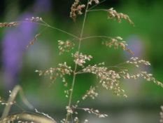 Deschampsia cespitosa Ruwe smele bestellen